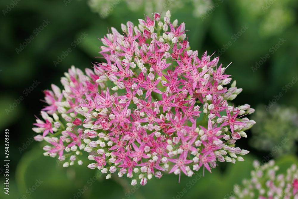 Obraz premium Pink hylotelephium, or stonecrop flower close up
