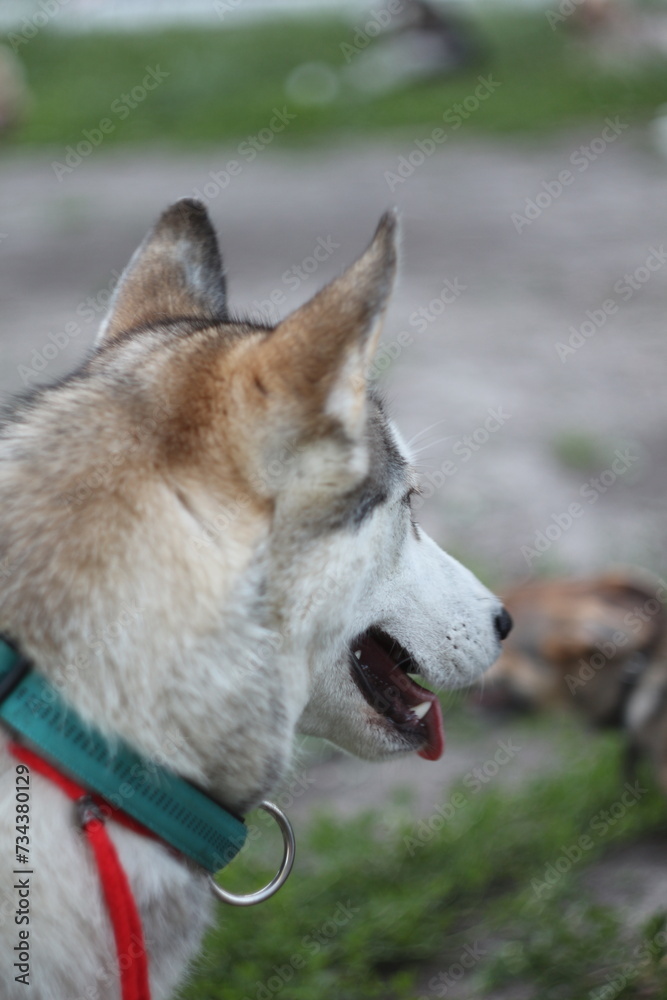 dog dog