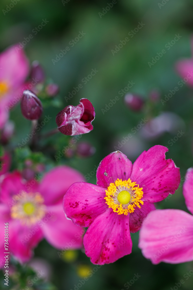 Rose-pink anemone flowers blooming close up Rose-pink anemone flowers blooming close up