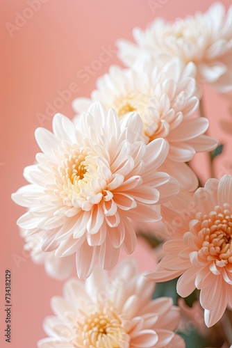 Soft Pink Chrysanthemums Arranged Elegantly Against a Pastel Background
