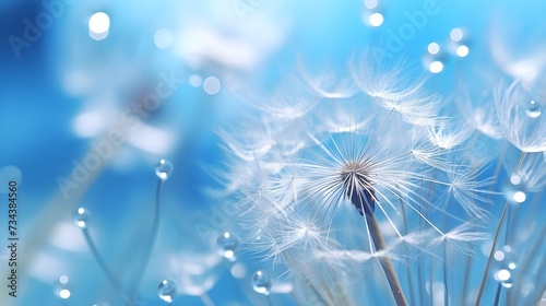 Beautiful dew drops on a dandelion. Beautiful blue background