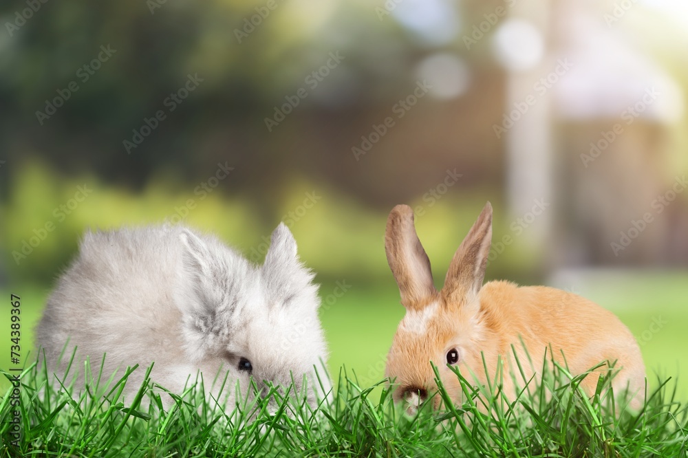 Two Lovely bunny Easter fluffy rabbits, Adorable baby rabbit on green garden nature background. Two Lovely bunny Easter fluffy rabbits, Adorable baby rabbit on green garden nature background.