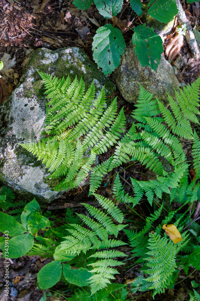 Pretty ferns growing along the nature trail Pretty ferns growing along the nature trail