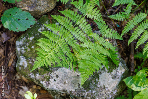 Pretty ferns growing along the nature trail close up photo