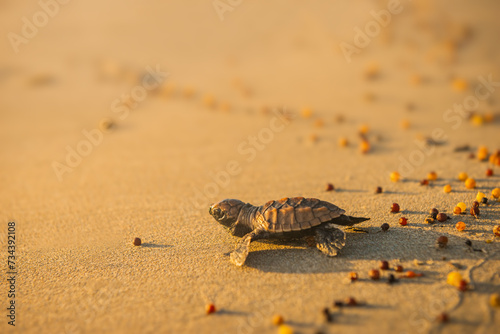 Baby leatherback turtle hatchling traveling towards the beach in Trinidad