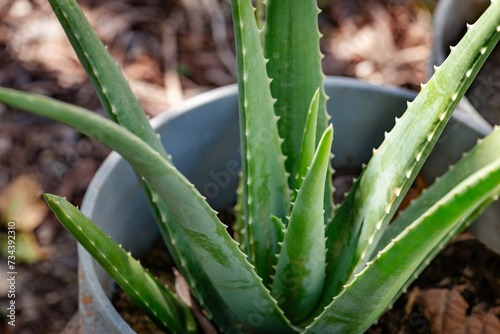Aloe Vera plant pot bucket home gardening medicinal plant evergreen