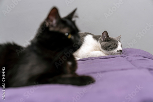 black and grey-white cat together in bed but lying far apart. sexual disorder. Family problems and unhappy concept. disappointed in the erectile dysfunction during sex while his wife sleeping.