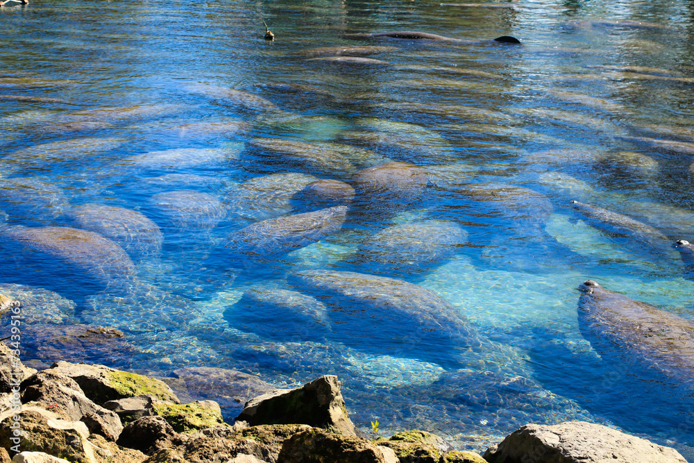 "Brave the cold together" Large herd of manatees stay close to each