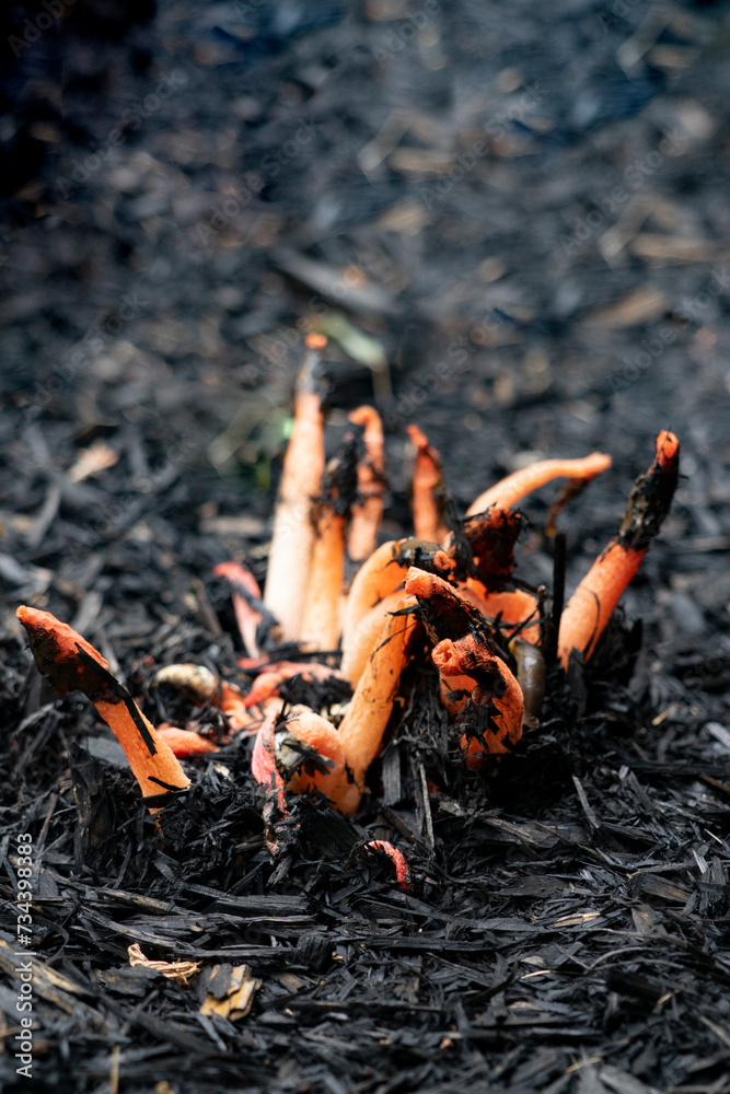 mushrooms in the forest Stinky Dog Stinkhorn Mushroom Fungi stock photo mushrooms in the forest Stinky Dog Stinkhorn Mushroom Fungi stock photo