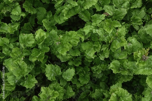 Wallpaper Mural background textures wall for artworks Torontodigital.ca