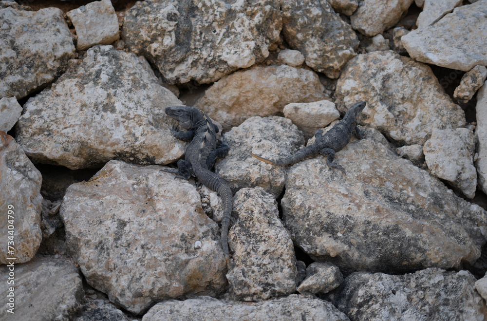 lizard on rock, iguana