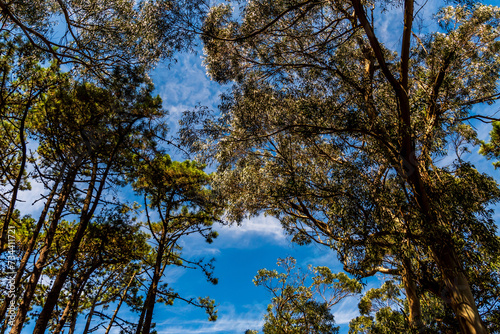 Paisaje en las Islas Cíes, Galicia. photo