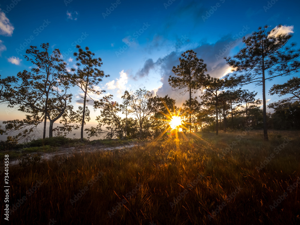 One of the attractions of the most famous of Thailand. Forest and ...
