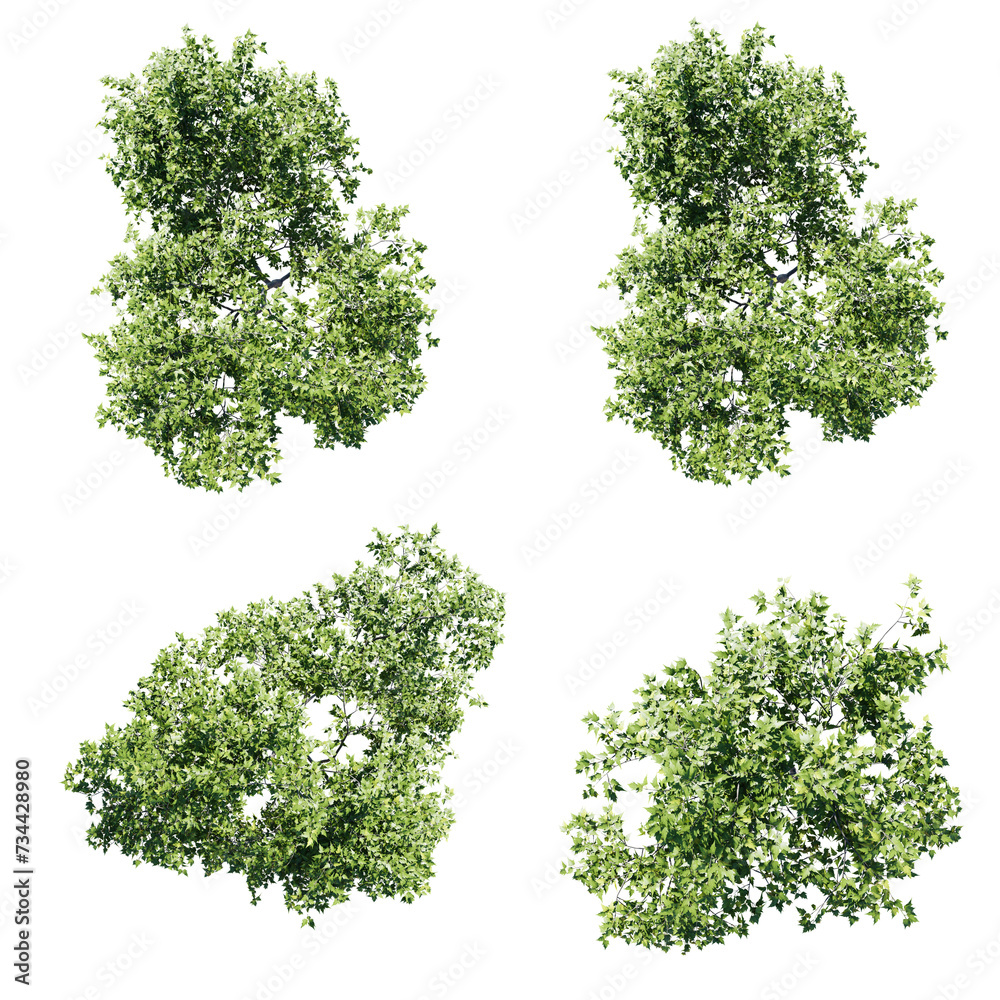 Obraz premium Top view tree,Acer ginnala tree isolate transparent background.3d rendering PNG