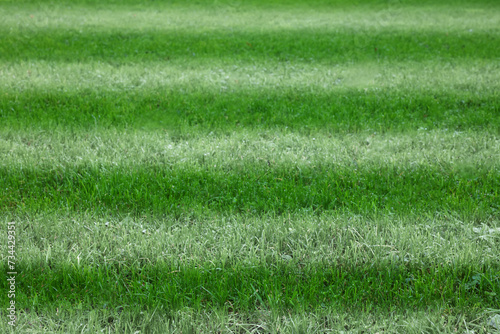 Green grass with white markings, closeup view