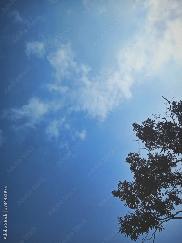 Obraz premium sky and tree