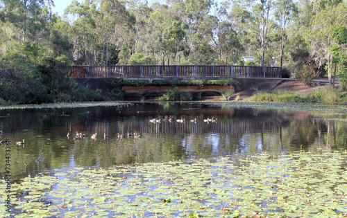 Pond with water  a bridge  ducks  water lilies surrounded by trees at Koowin Drive Park in Gladstone  Queensland  Australia