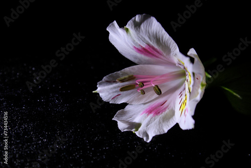 orchid on a dark background

