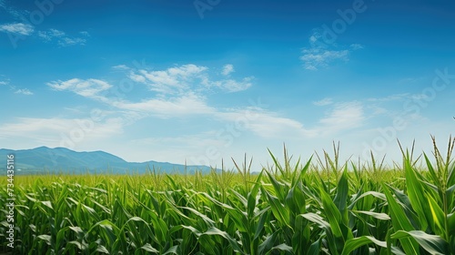 agriculture corn field with weeds