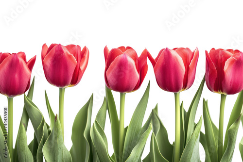 Spring tulip flowers in a row isolated on transparent and white background.PNG image 