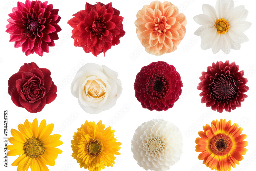 Obraz premium Top-down view Various Flowers isolated on transparent and white background.PNG image 