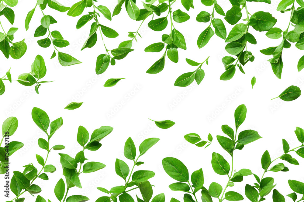 Small green leaves isolated on transparent and white background.PNG image	