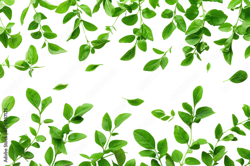 Small green leaves isolated on transparent and white background.PNG image Small green leaves isolated on transparent and white background.PNG image
