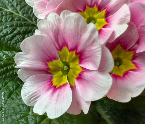 White-pink and purple flower primrose. Detail of a bunch of spring outdoor and indoor primrose flowers.