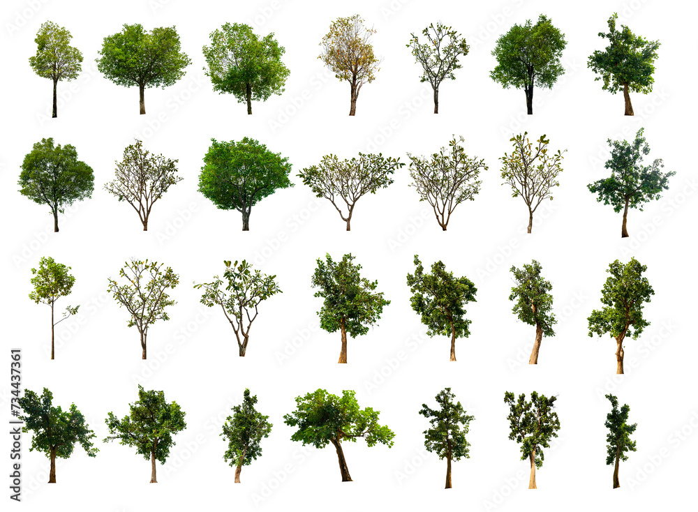 Fototapeta premium set 28 tree isolated on white background with clipping path