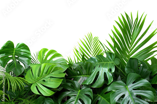 Green leaves of tropical plants bush (Monstera, palm, rubber plant, isolated on transparent and white background.PNG image 
