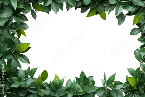 Green Leaves Border isolated on transparent and white background.PNG image 