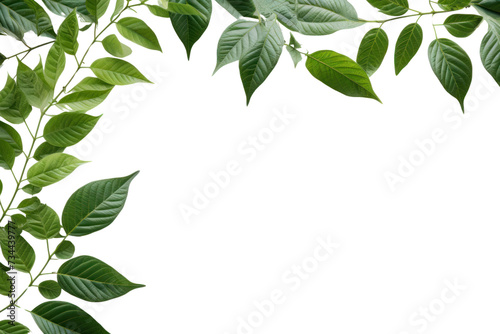 Green Leaves Border isolated on transparent and white background.PNG image 