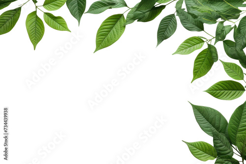 Green Leaves Border  isolated on transparent and white background.PNG image 