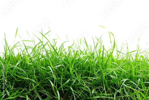 fresh spring green grass, isolated on transparent and white background.PNG image 
