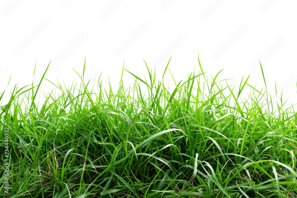 fresh spring green grass, isolated on transparent and white background.PNG image fresh spring green grass, isolated on transparent and white background.PNG image