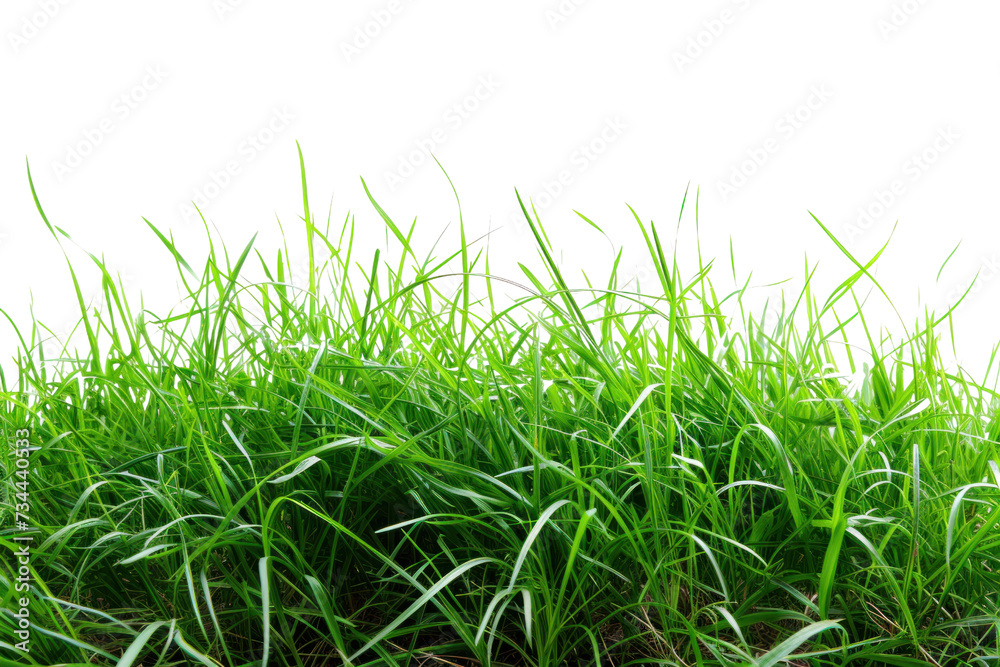 fresh spring green grass, isolated on transparent and white background.PNG image fresh spring green grass, isolated on transparent and white background.PNG image