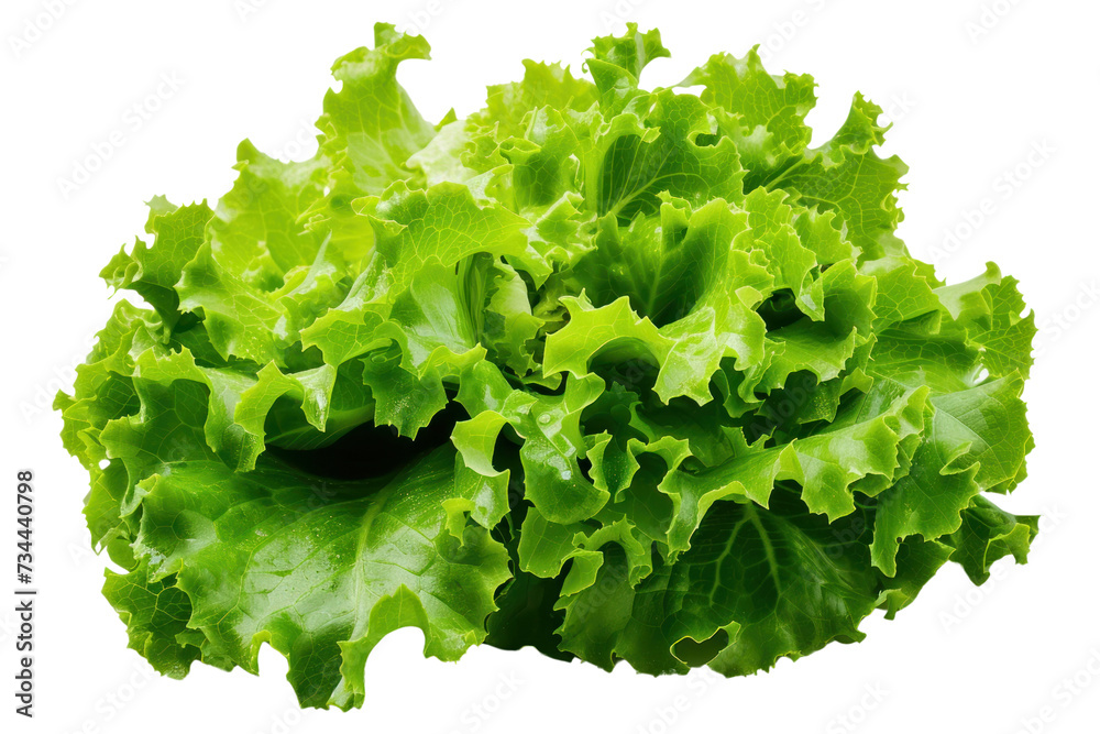 Fresh lettuce isolated on transparent and white background.PNG image Fresh lettuce isolated on transparent and white background.PNG image