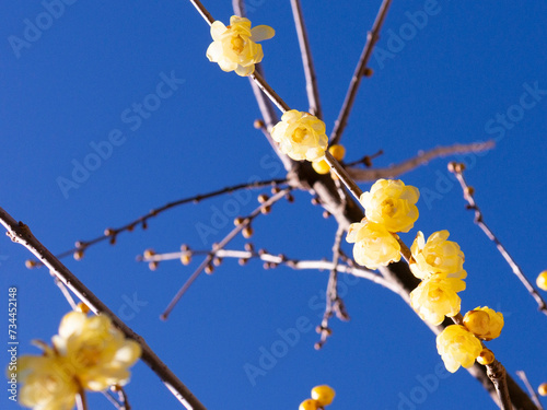 Wax plum blossoms that shine against the blue sky