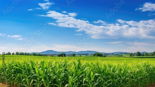 agriculture corn field harvest photo