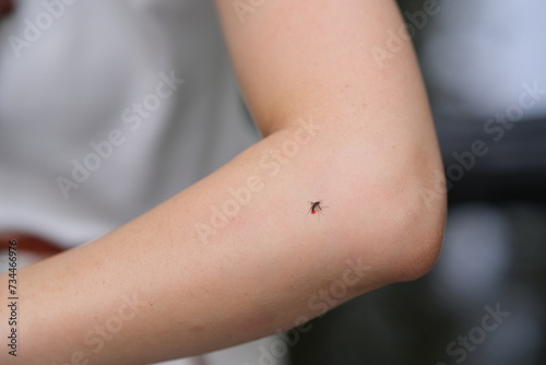 one dead mosquito with blood on people's arm