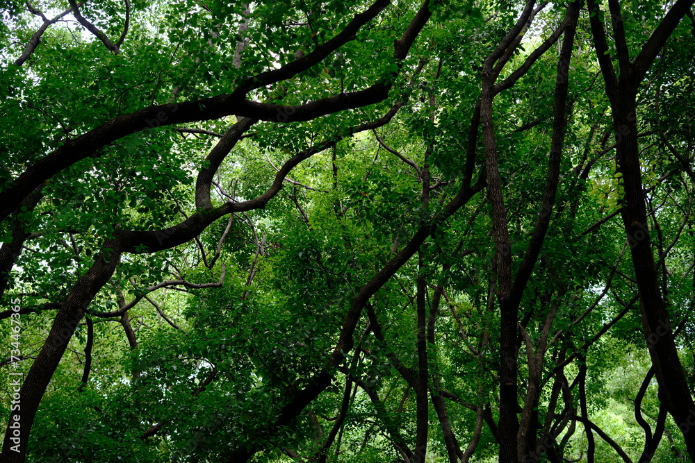 Fototapeta premium bent curve of lush green forest trunks and branches in summer