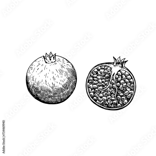 Pomegranate isolated on white background. Hand-drawn ink illustration in retro engraving style. Detailed vector drawing.
