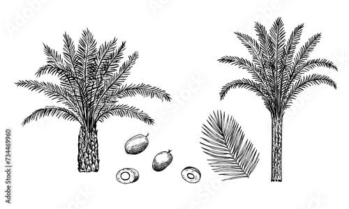 Oil palm, Elaeis guineensis, trees, leaves and nuts, isolated on white background. Illustration in retro engraving style.