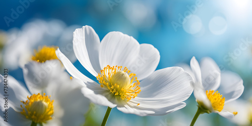 White spring flowers against blue sky, selective focus