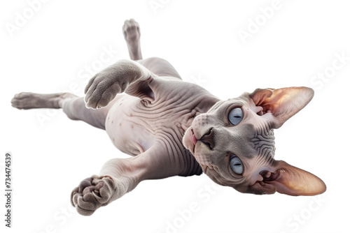 Sphynx hairless cat playfully lying down isolated on transparent background.