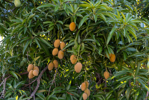 Close up of ripen yellow mango fruits hanging off the tree. Natural and fresh fruits concept.