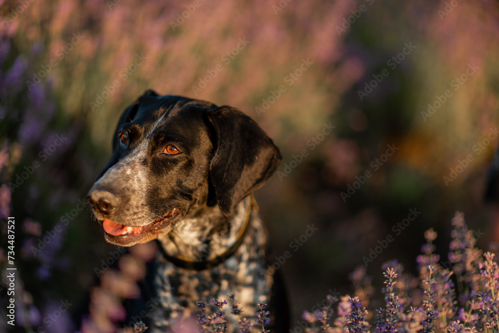 Dog sits in picturesque lavender field. Flower-filled landscape black and white dog sitting in a field of purple lavander flowers.