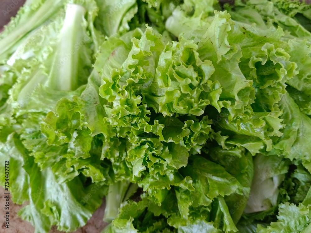 Lettuce salad with green leaves Lettuce salad with green leaves