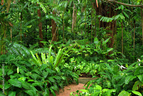 tropical garden in North Queensland, Australia