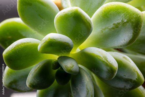Houseplant, Succulent Pachyphytum, isolated, close-up view photo